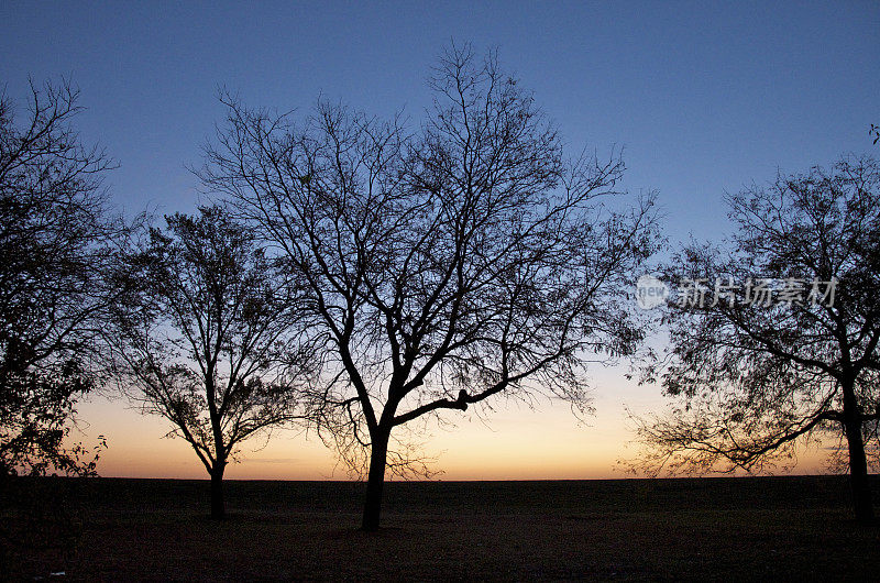 日出时的树影
