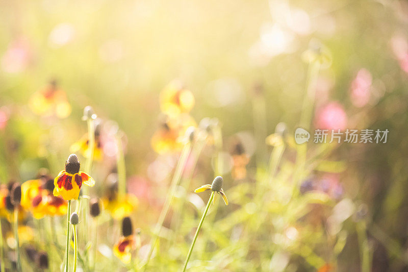 黑眼苏珊花在阳光与柔和的散景背景在梦幻的光