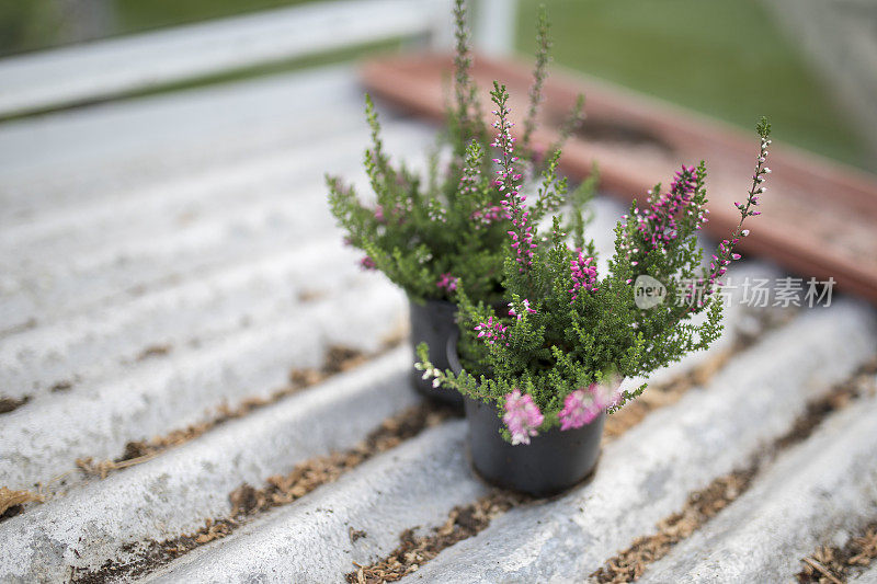 在英国的一个绿色的房子或盆栽棚里，年轻的粉红色石楠在银色的波纹架子上的特写