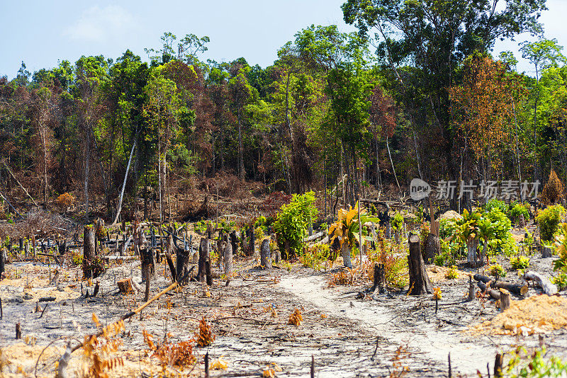 柬埔寨被烧毁的雨林
