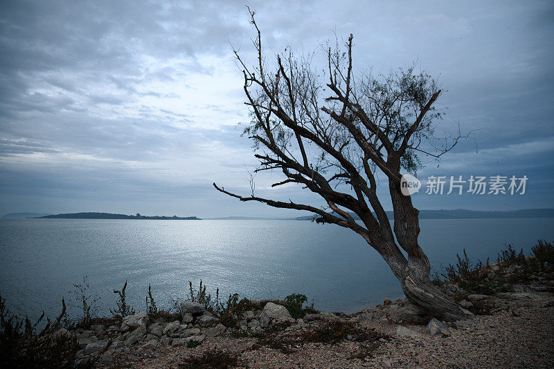 单株孤树，海景