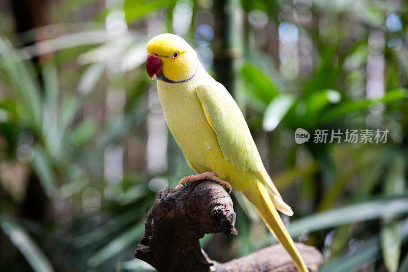 黄色小鸟泰国。