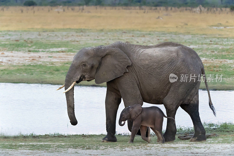 津巴布韦万基国家公园的大象妈妈和新生大象在散步