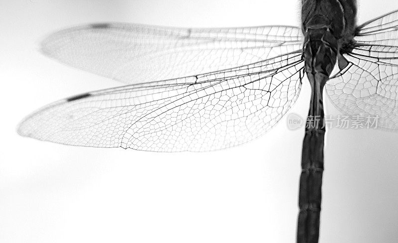 这是一只活生生的成年蜻蜓的特写