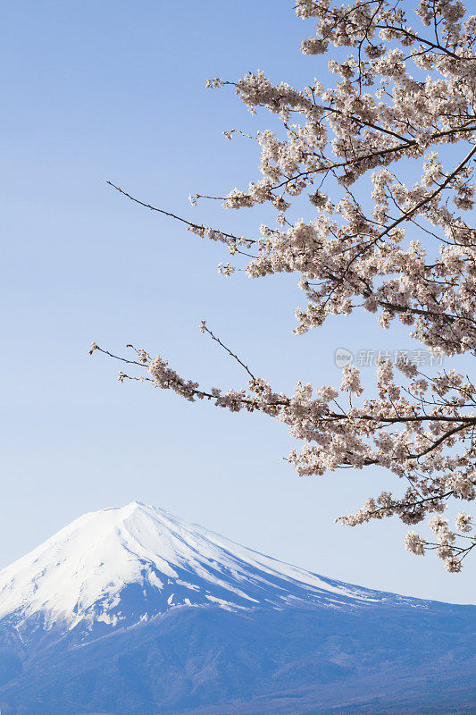 富士山和春天的樱花