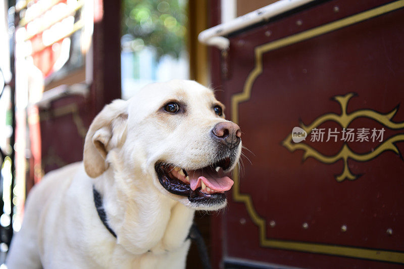 缆车上的拉布拉多寻回犬