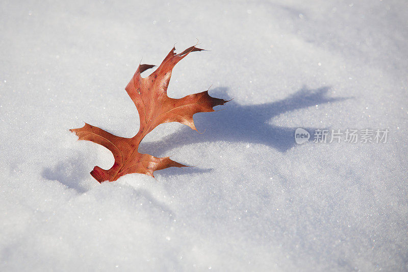 秋叶在冬天的雪