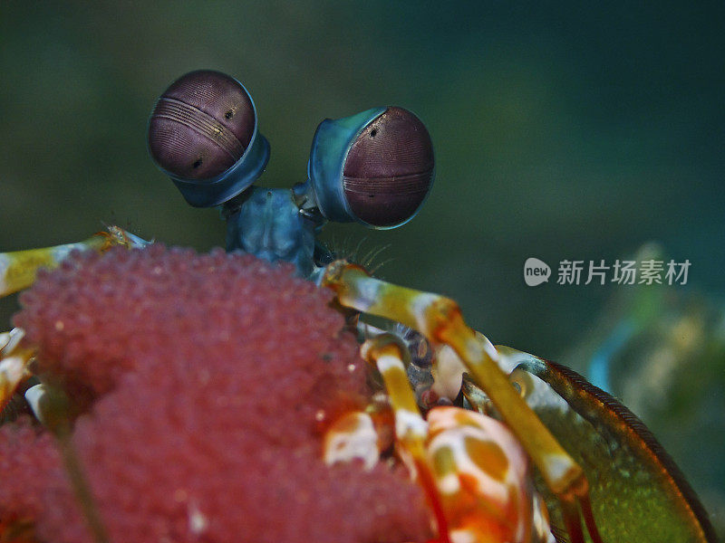 螳螂虾眼刺猬