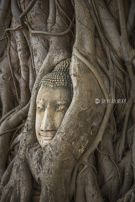 在大城府的树上有佛像的头