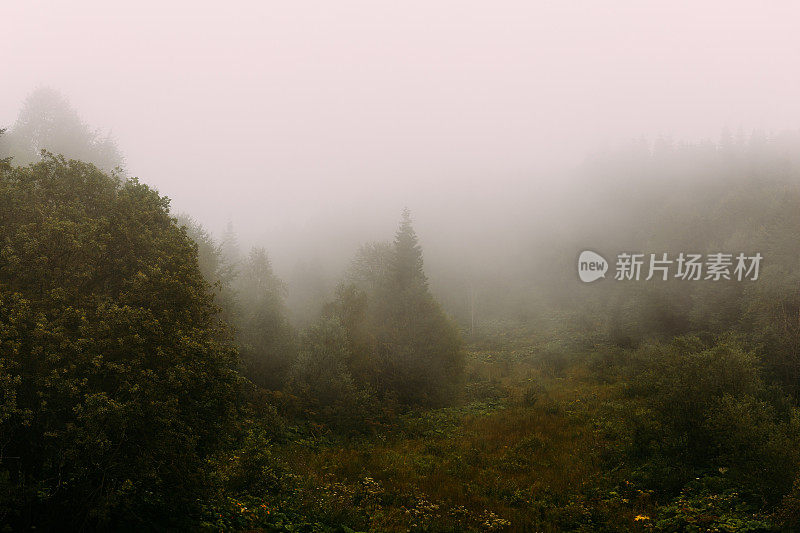 森林覆盖的山坡或小山在低空云中，树木在雾或雾