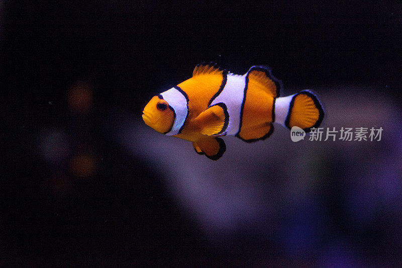 小丑鱼,Amphiprioninae