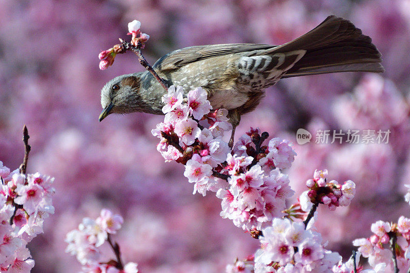 樱花和棕耳白耳