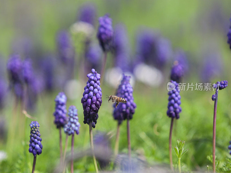 蜜蜂采摘葡萄风信子