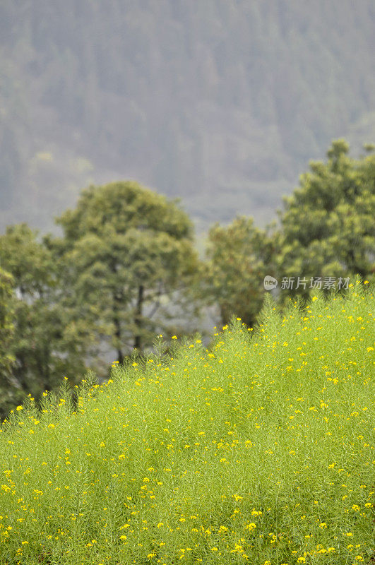 油菜田和山脉