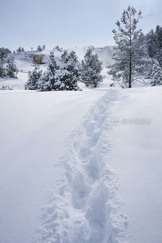 黄石公园厚厚的积雪上的脚印