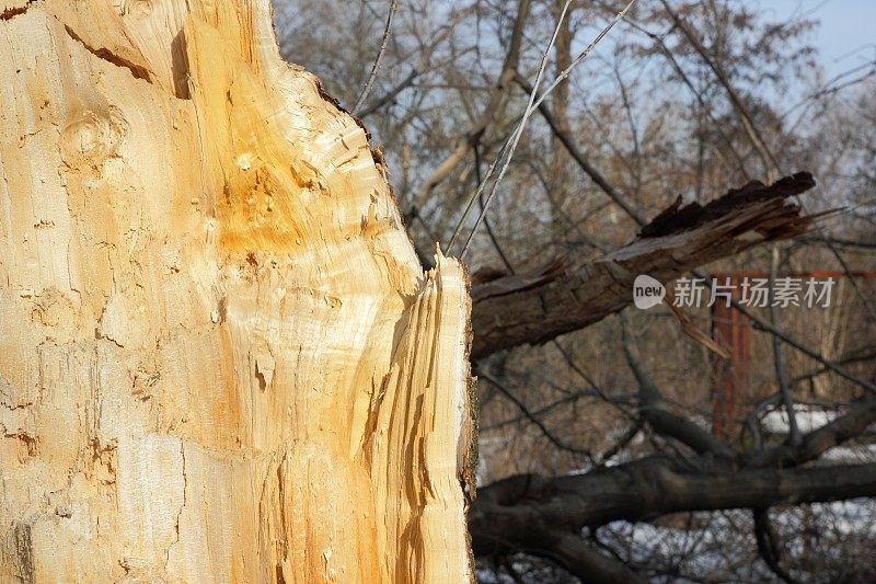 暴风雨过后一棵被折断的树，一片木质纹理模糊了背景，环境保护，森林里的树木被砍伐，环境问题，气候变化