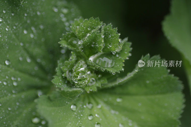 雨后女士的披风