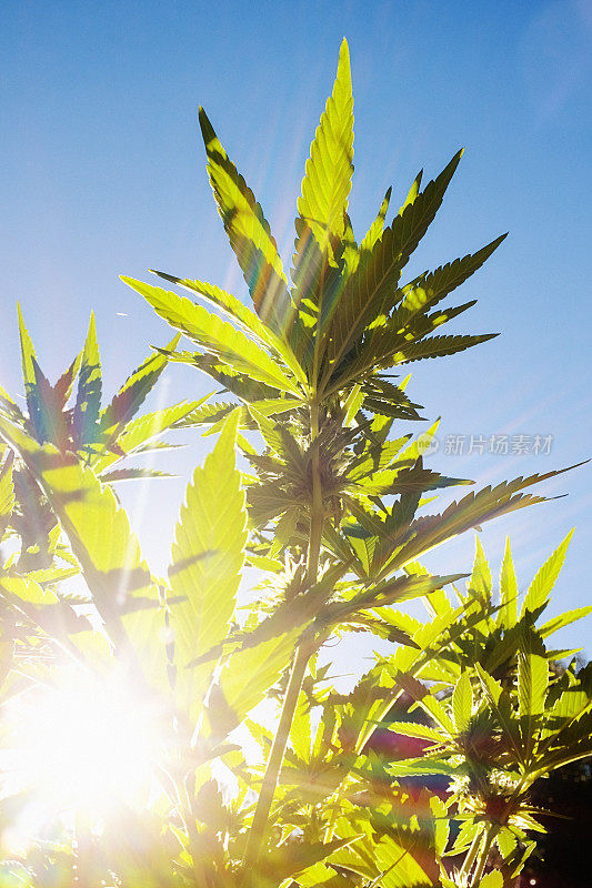 大麻植物在户外明亮的阳光下茁壮成长