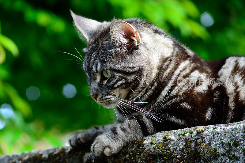 我的宠物虎纹猫(缅因猫)