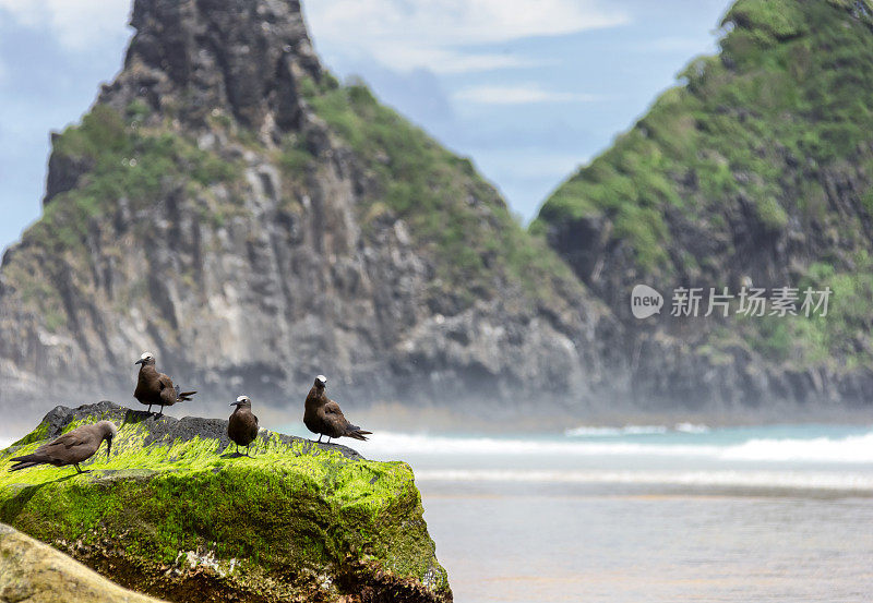 鸟儿在海滩的岩石上休息。