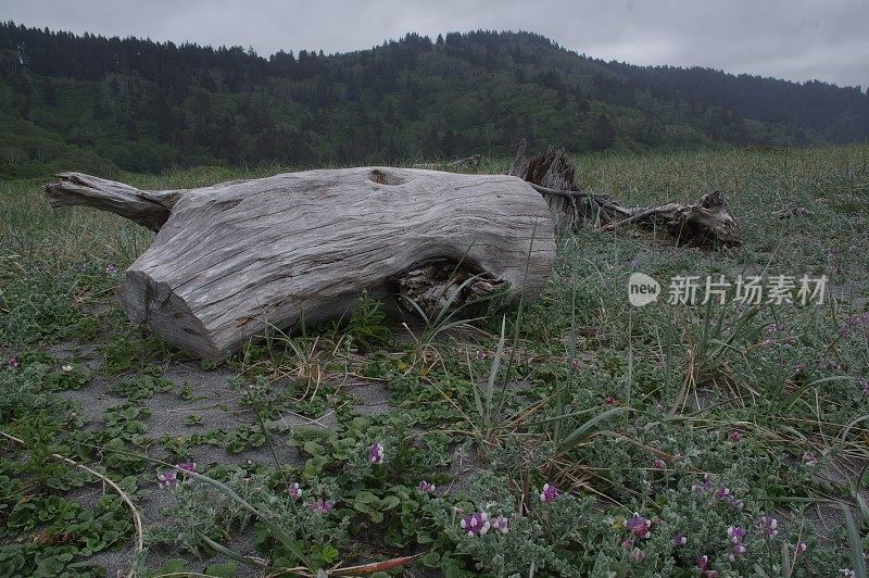 红木的历史