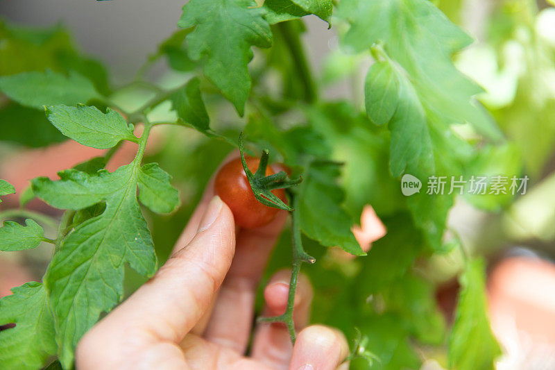 收获五颜六色的樱桃番茄