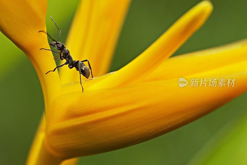 闭上蚂蚁爬天堂鸟花。