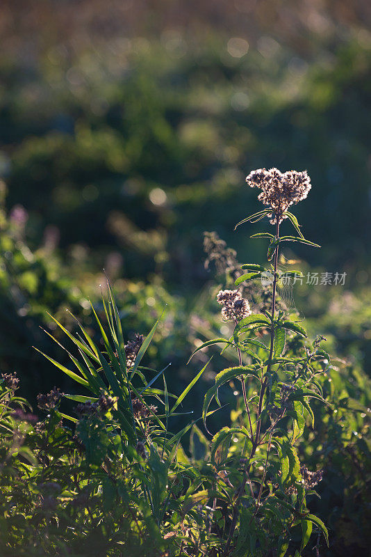 皮涅河草地上的矢车菊