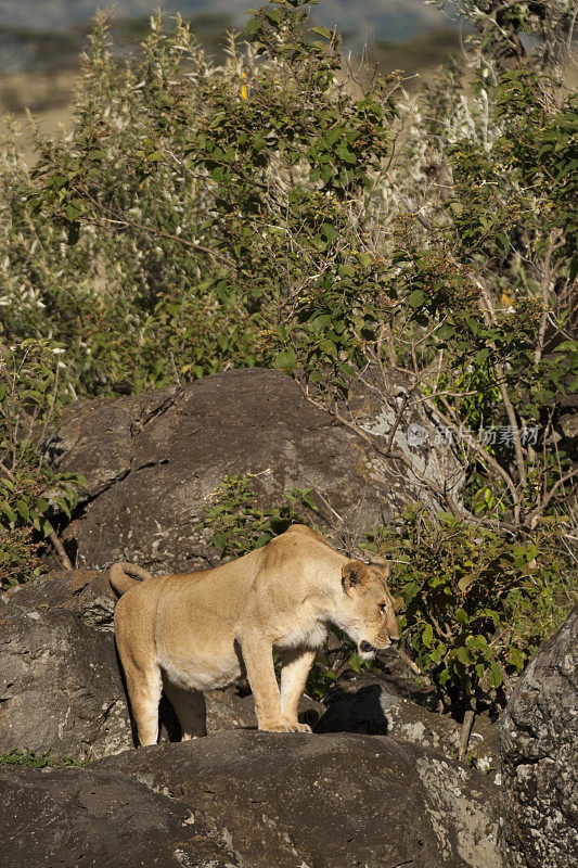 清晨，肯尼亚马赛马拉的母狮