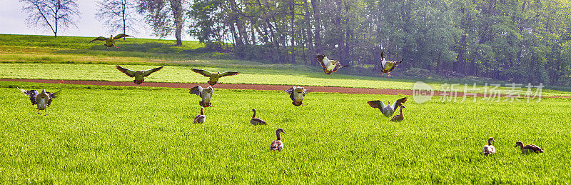 鸭子在草地上降落和行走