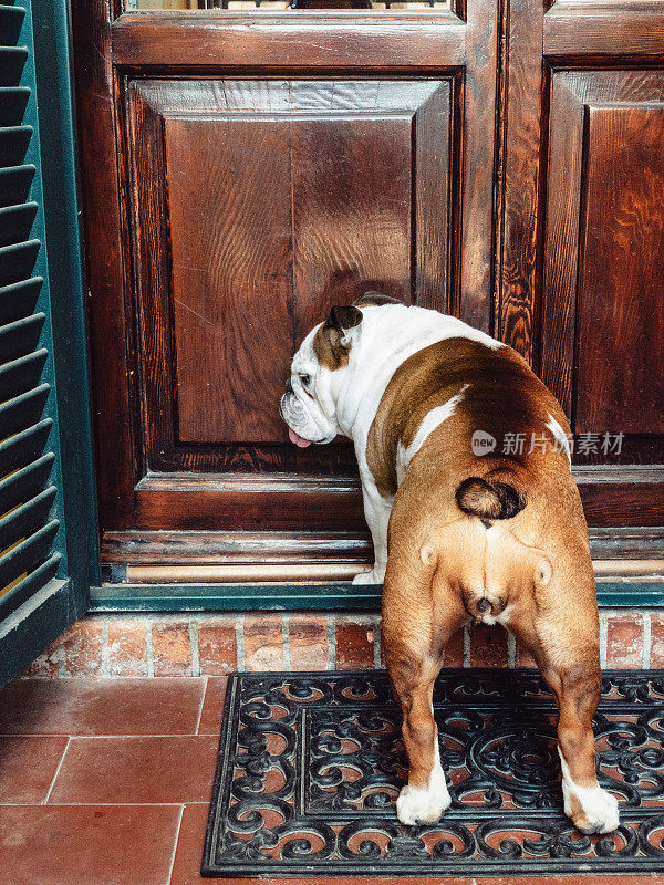 狗在前门等着进入房子