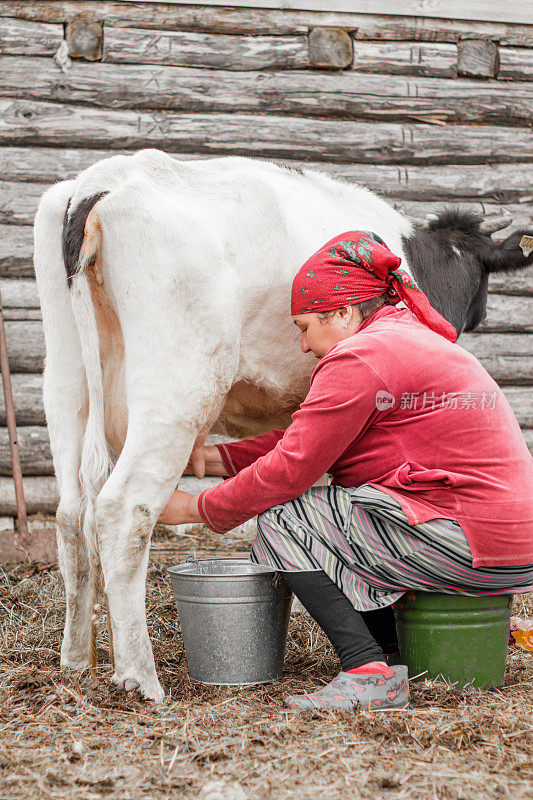 在俄罗斯西伯利亚的一个村庄里，一位围着红围巾的妇女在一堵木墙后面给一头奶牛挤奶