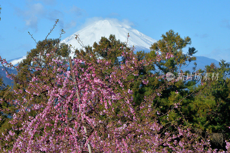 富士山和粉红哭泣梅花