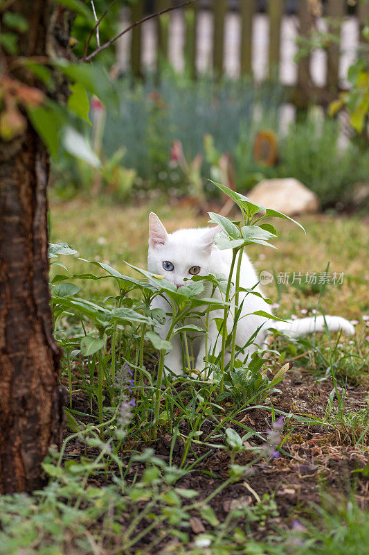 花园里的小白猫