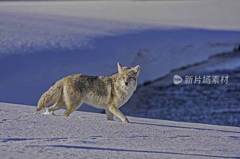 野狼，大犬，在黄石国家公园的雪地里，WY