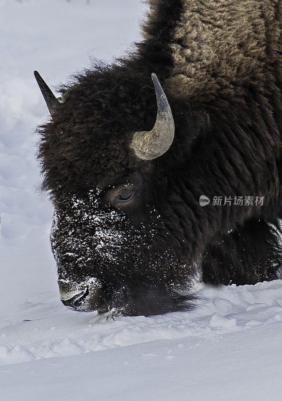 美国野牛，北美野牛，冬天在黄石国家公园，怀俄明州近雪。