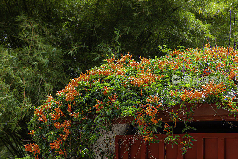 赤陶瓦片上开着橙色花的爬山虎;背景是一丛长满叶子的竹子。