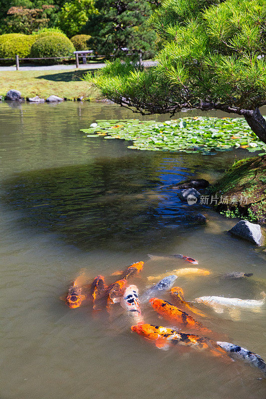 锦鲤鲤鱼池