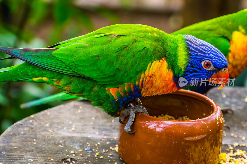这是一个彩虹鹦鹉的特写镜头，它正在吃一个喂食碗，鸟食，来自澳大利亚的热带动物物种