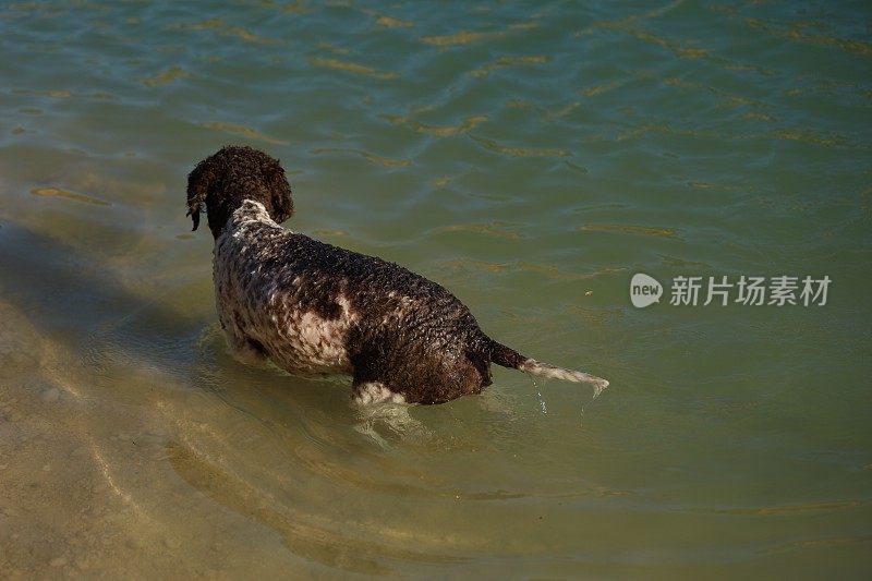 一只母狗在湖里游泳