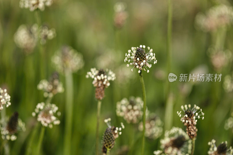 大车前草的乳白色花药花