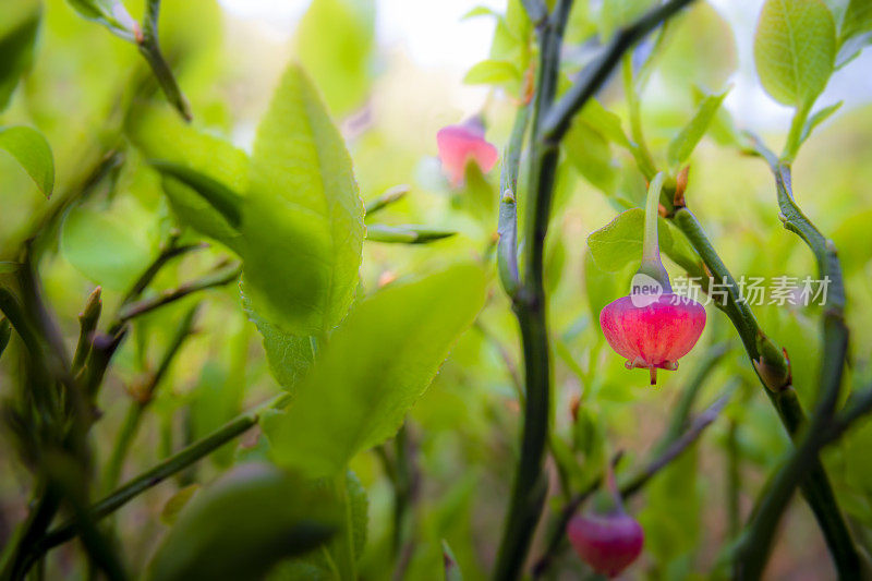 蓝莓花