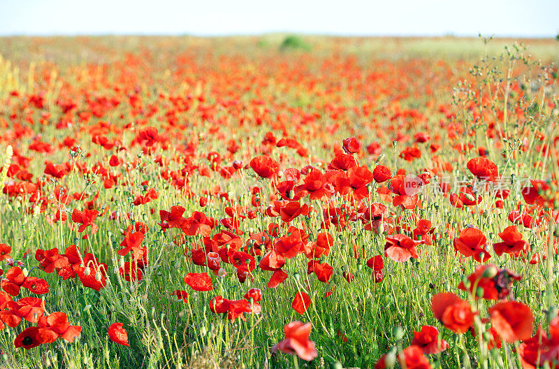 在英国多塞特郡，罂粟花的红色一直延伸到地平线