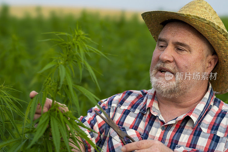 男子采集医用大麻