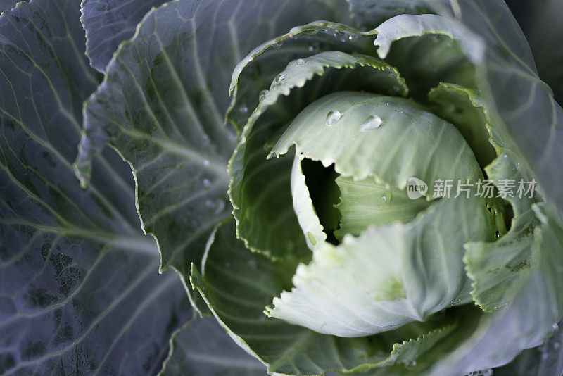 青菜头雨后近看像一张脸