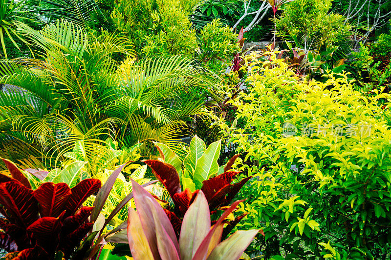 巴厘岛郁郁葱葱的热带花园