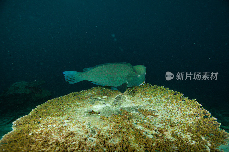 热带鱼，海洋生物，