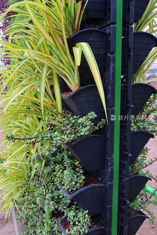 在黑色的方形塑料盆中种植蔓生植物的花园生活墙，绿色和紫色的生活墙外立面种植绿色的绿叶，其中有芦笋、蕨类植物和蜘蛛植物，节省空间的设计