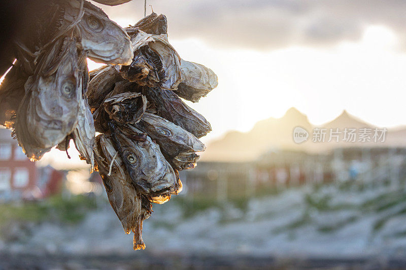 挪威罗浮敦群岛的鳕鱼架:鳕鱼捕鱼业