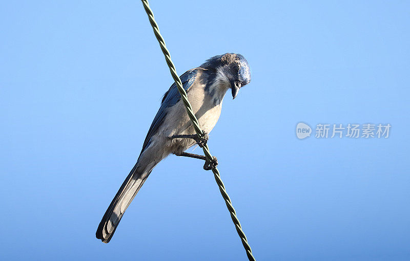 加利福尼亚灌丛鸦(加州青光眼)